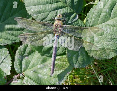 Alte Frau Kaiser Libelle (Anax Imperator) Stockfoto