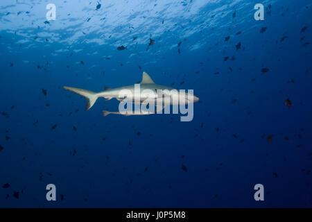 Graue Riffhaie Hai (Carcharhinus Amblyrhynchos) Schule der Fische rot-toothed Drückerfisch (Odonus Niger) im blauen Wasser, Indischer Ozean, Malediven Stockfoto