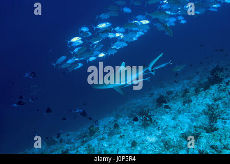 Grauen Riffhai (Carcharhinus Amblyrhynchos) und die Schule des Fisches Bigeye Trevally (Caranx Sexfasciatus) im blauen Wasser, Indischer Ozean, Malediven Stockfoto