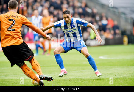 Anthony Knockaert Brighton Schlachten für den Ball während der Himmel Bet Meisterschaft match zwischen Wolverhampton Wanderers und Brighton und Hove Albion bei Molineux in Wolverhampton. 14. April 2017. REDAKTIONELLE Nutzung nur FA Premier League und der Football League Bilder unterliegen DataCo Lizenz siehe www.football-dataco.com Stockfoto