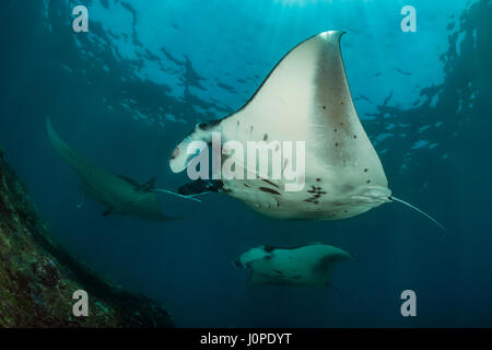 Riff Manta, Manta Alfredi, Bali, Indonesien Stockfoto