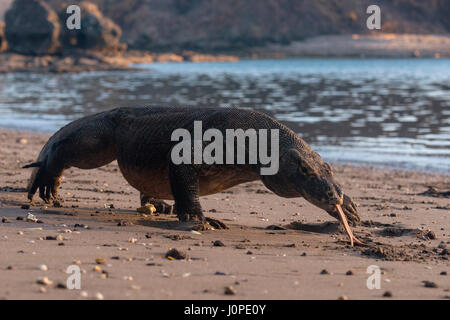 Komodo-Waran, Varanus Komodoensis, Komodo, Indonesien Stockfoto