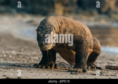 Komodo-Waran, Varanus Komodoensis, Komodo, Indonesien Stockfoto