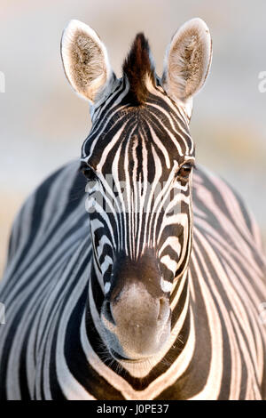 Zebras im Etosha Nationalpark, Namibia Stockfoto