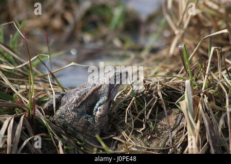 Der Grasfrosch (Rana Temporaria), auch bekannt als die Europäische Grasfrosch, Europäische braune Grasfrosch oder europäischen Grasfrosch Stockfoto