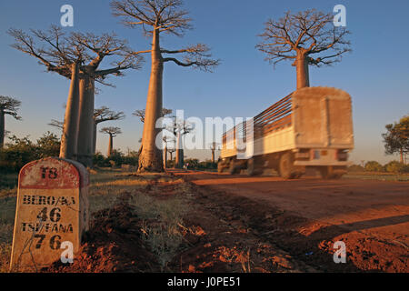 Allee der Baobabs, nördlich von Morondava, Menabe Region, Provinz Toliara, Madagaskar: eine staubige Allee mitten im nirgendwo Stockfoto