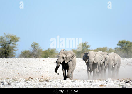 Elefanten im Etosha Nationalpark, Namibia Stockfoto