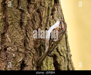 Waldbaumläufer (Certhia Familiaris) thront auf Baumstamm, Warwickshire Stockfoto