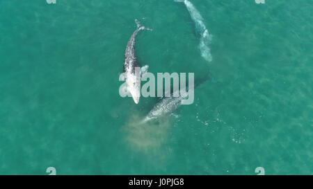 Drei junge Grauwale ernähren sich von krill Stockfoto