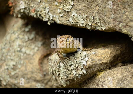 Eidechse auf einem Felsen Stockfoto