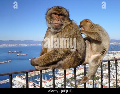 Zwei Berberaffen in Gibraltar sitzt auf einem Geländer Stockfoto