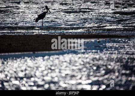 Eine Silhouette schwarz-necked Stork wartet in den Untiefen des Meeres, Weipa, Queensland Stockfoto