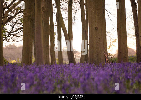 Bluebell Holz, Wiltshire Stockfoto