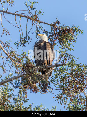 Weißkopfseeadler (Haliaeetus Leucocephalus) thront auf einer Kiefer. Stockfoto