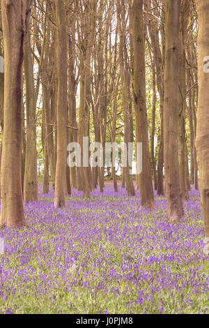 Bluebell Holz, Wiltshire Stockfoto