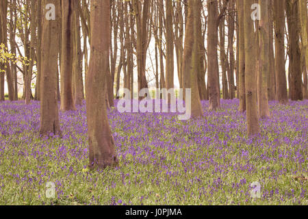 Bluebell Holz, Wiltshire Stockfoto