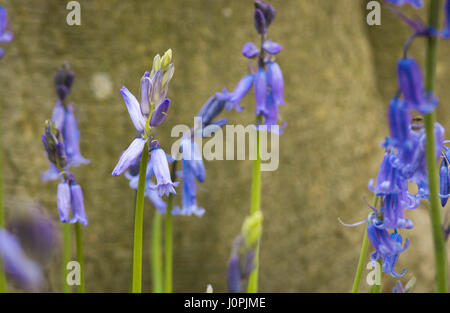 Bluebell Holz, Wiltshire Stockfoto