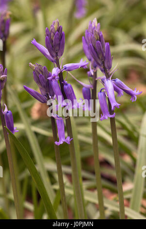 Bluebell Holz, Wiltshire Stockfoto