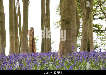 Bluebell Holz, Wiltshire Stockfoto