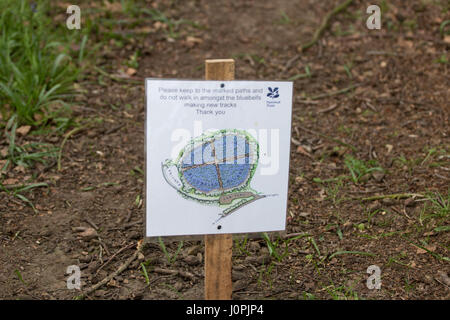 Bluebell Holz-Map, Wiltshire Stockfoto