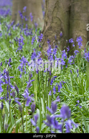 Bluebell Holz, Wiltshire Stockfoto