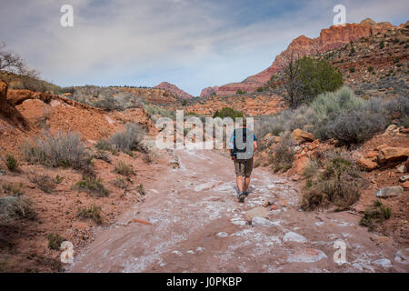 Männliche Wanderer erkunden Wash Trail durch den Zion Stockfoto