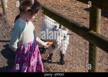 Familien / Besucher / Personen mit Kindern / Kinder / Kind füttern feeds essen – Karotten etc. – zu Ziegen auf Glebe Farm, Astbury, Congleton, Cheshire UK. Stockfoto