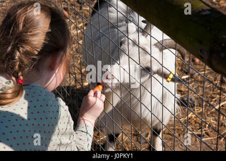 Familien / Besucher / Personen mit Kindern / Kinder / Kind füttern feeds essen – Karotten etc. – zu Ziegen auf Glebe Farm, Astbury, Congleton, Cheshire UK. Stockfoto