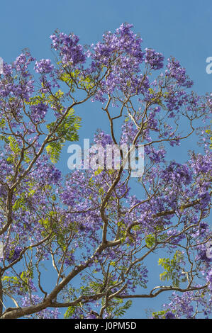 Lila Blüten und leuchtend grüne Blatt-Neubildung bedeckt nach oben in den Ästen eines Baumes Jacaranda. Stockfoto