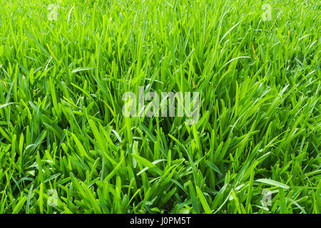Ein Abschnitt des langen grünen Rasengras close-up. Stockfoto