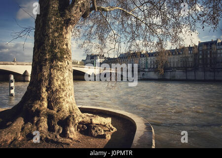 Großen alten Baum an der Quai des Tuileries am Seineufer und Blick auf die Pont du Carrousel, Hafen des Saints-Peres und Quai Voltaire. Frankreich. Paris Stockfoto