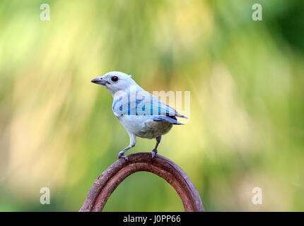 tropischen Screech Eulen aus panama Stockfoto