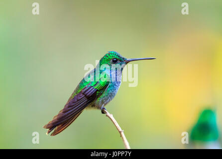 Blues-chested Kolibri aus panama Stockfoto