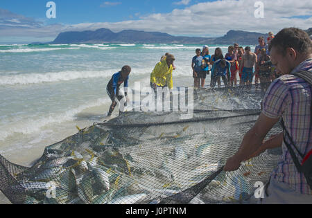 Fischer bringen in die saldierten fangen Muizenberg Beach Kap Halbinsel Cape Town-Südafrika Stockfoto