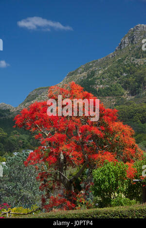 Flamme Baum Constantia Cape Town-Südafrika Stockfoto