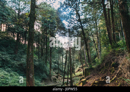 Wald in Alishan Taiwan, taichung Stockfoto