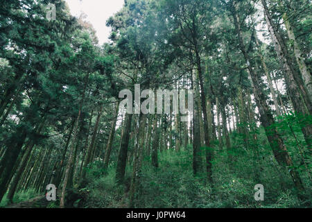 Wald in Alishan Taiwan, taichung Stockfoto