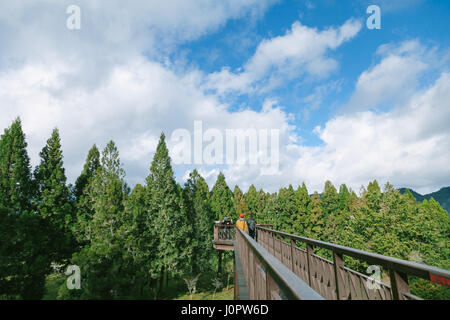 sonniger Tag im Wald in Alishan Taiwan, taichung Stockfoto