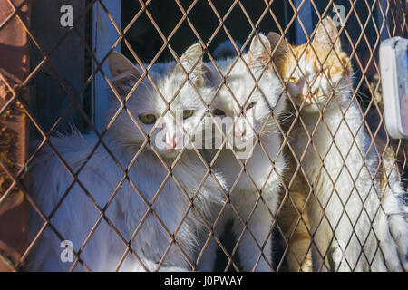 drei Katzen Falle und steckt in einem Stahl Maschendraht, Käfig, in der Hoffnung auf Freiheit mit traurigen Gefühl Stockfoto