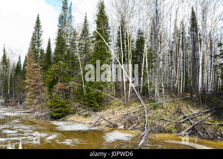 Der Frühling-Flut im Wald an den Hängen des Salair ridge Stockfoto