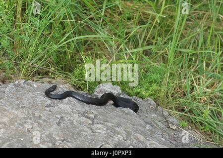 Die Schlange sonnt sich auf den warmen Steinen. Vipera Berus, die Kreuzotter europäischen gemeinsamen europäischen Viper. Stockfoto