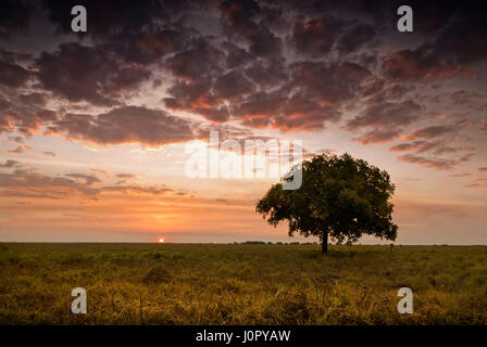 Einzigen Baum unter glühenden Himmel in der Abenddämmerung mit Sonne den Horizont berührt. Northern Territory, Australien Stockfoto