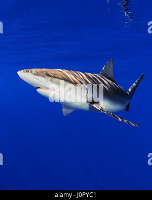 Galapagos Hai, Carcharhinus Galapagensis, Hawaii, USA Stockfoto