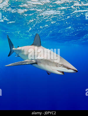 Galapagos Hai, Carcharhinus Galapagensis, Hawaii, USA Stockfoto