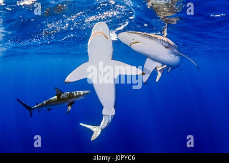 Gruppe von Galapagos Hai, Carcharhinus Galapagensis, Hawaii, USA Stockfoto