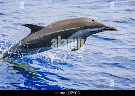 Pantropisch entdeckt Delphin, Stenella Attenuata, Hawaii, USA Stockfoto