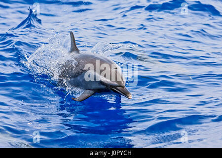 Pantropisch entdeckt Delphin, Stenella Attenuata, Hawaii, USA Stockfoto