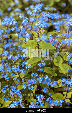 Blühenden sibirischen Bugloss Brunnera macrophylla Stockfoto