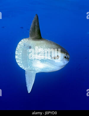 Mondfisch Mola Mola, Kalifornien, USA Stockfoto