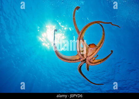 Day Octopus Octopus Cyanea, Hawaii, USA Stockfoto